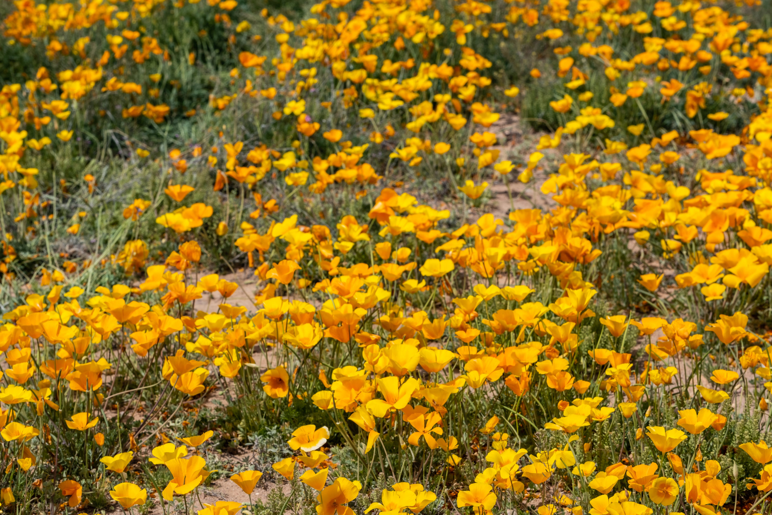 Chiricahua Regional Council - Protecting the Chiricahuas and ...