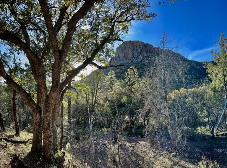 Petition Seeks New Federal Protections for Arizona’s Chiricahua Mountains