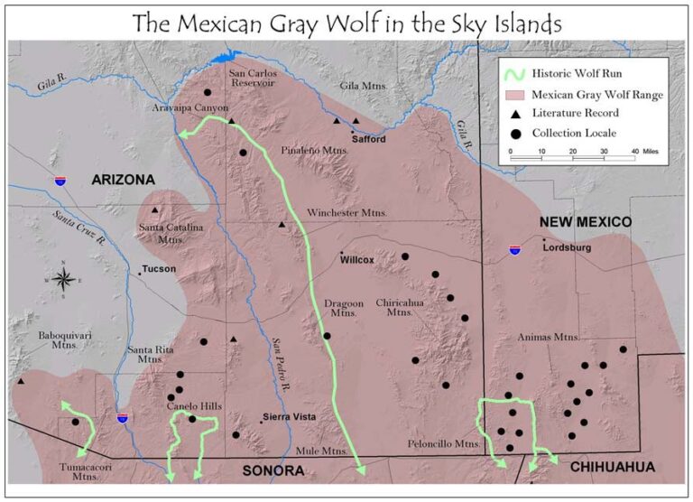 Mexican Wolves